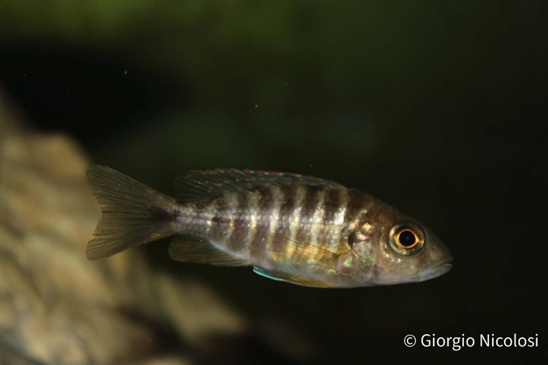 Aulonocara jacobfreibergi 'Cape Maclear'